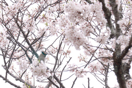 桜レン.jpg